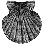  il_fullxfull.218067859 (512x512, 271Kb)