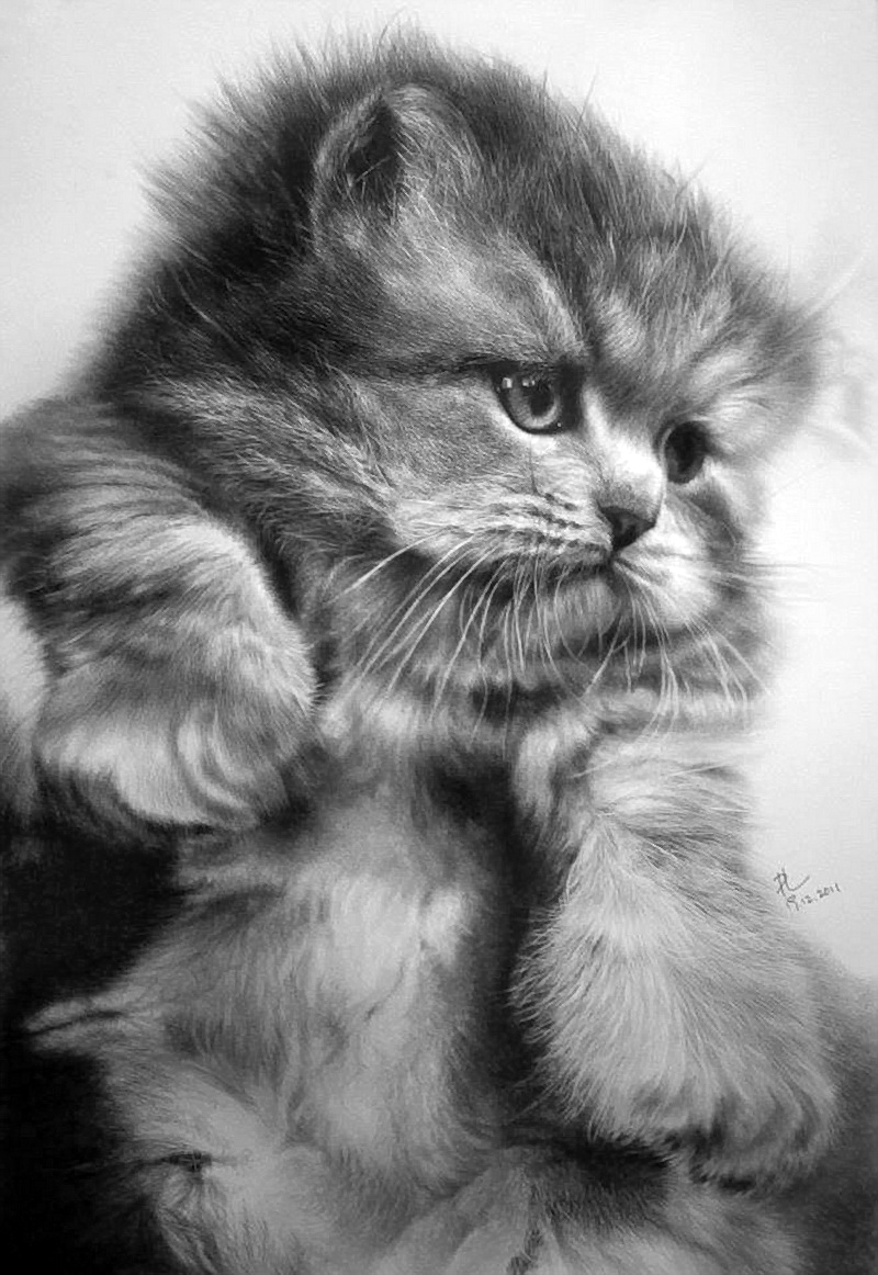 Черно белые картинки котят. Paul lung художник. Кошка карандашом. Красивые рисунки. Картины карандашом животные.