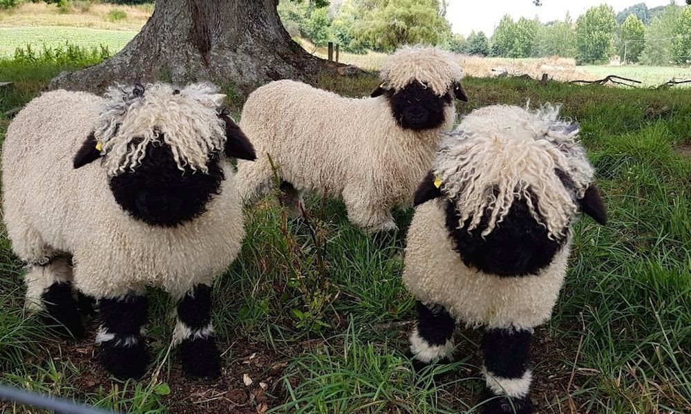кудрявая овца